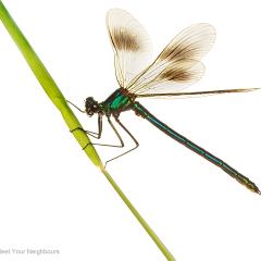 MYN Banded Demoiselle male 1 